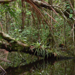 amazzonia