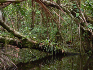 amazzonia