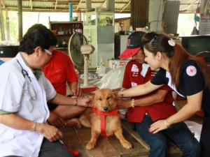 cane_neonata-300x225