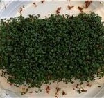 crescione2