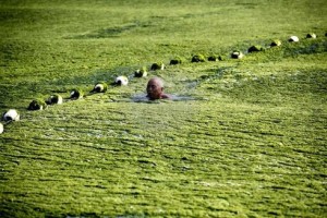 Algae bloom covers beach in Qingdao.