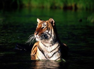 NEPAL_(f)_0730_-_Tigri