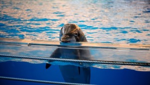 captive_dolphin.jpg.662x0_q100_crop-scale