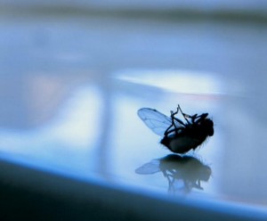 mosca_morta.preview