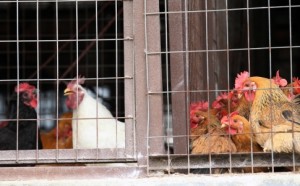 SHENZHEN-_Poultry_market