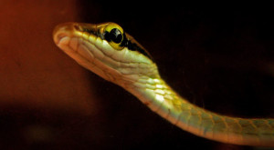 snake-eye-rgbstock