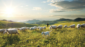 BGEA-pasture-sheep-shepherd