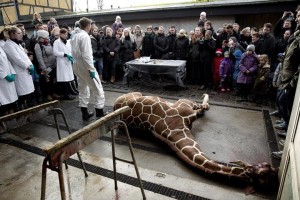copenaghen-zoo-giraffa-marius-eutanasia