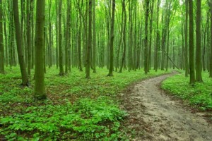 ASIA_(s_-_IT)_0313_-_foreste