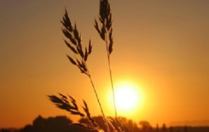 spighe-di-grano