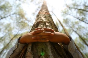 abbraccio albero