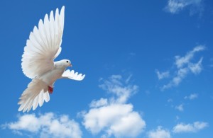 Dove in the air with wings wide open