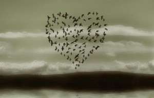 cuore_di_uccelli_in_volo