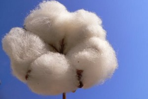 cotone