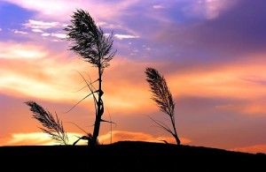nature_0002