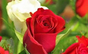 rosa