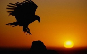 Golden Eagle at Sunset