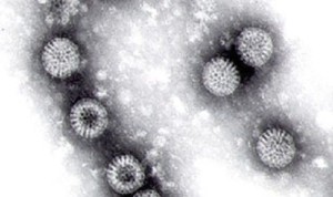 Rotavirus