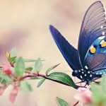 farfalla-su-ramo-in-fiore