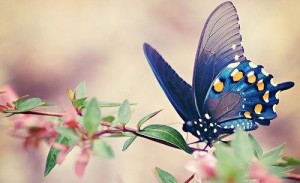 farfalla-su-ramo-in-fiore
