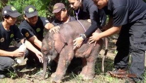 elefante_pigmeo