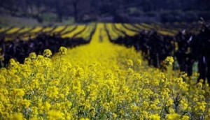 Brassica-Juncea