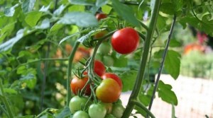 pomodori_coltivare