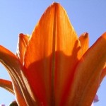 foto_fiore_arancio