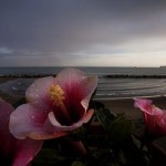 dal-mio-giardino-a29357457