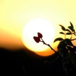 84f99-bush-86291_640
