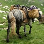 borgna1