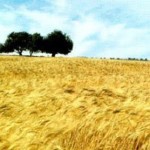 granaio-del-mondo