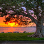 Fig Tree at Park During Sunset Vero Beach Florida Indian River C