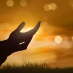 Silhouette of human hand with open palm praying to god