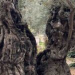albero-getsemani-lalucedimaria.it-20221115_2