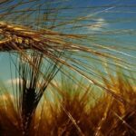 grano