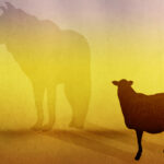 sheep-wolf750
