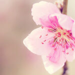 Amazing_Flowers_Wallpapers_54